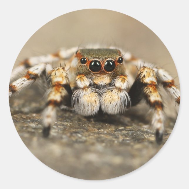 Sticker Rond Tarantula Jumping Bird Spider fantastiques accesso (Devant)