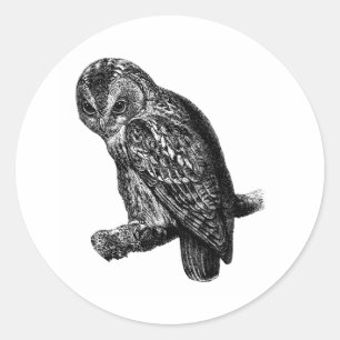 Sticker Rond Tawny Owl Owl Bird Vintage Wood Engraving