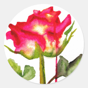 Sticker Rond Tea hybride Rose aquarelle moderne fleurie art