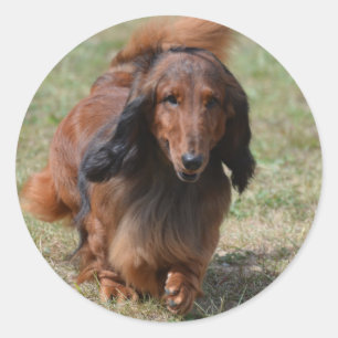 Sticker Rond Teckel adorable