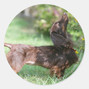 Sticker Rond Teckel miniature aux cheveux longs 1