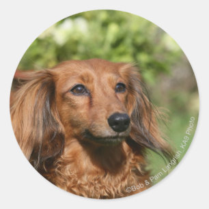 Sticker Rond Teckel miniature aux cheveux longs rouge