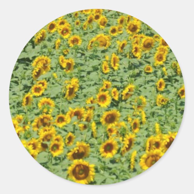 Sticker Rond Terrain de tournesol jaune (Devant)