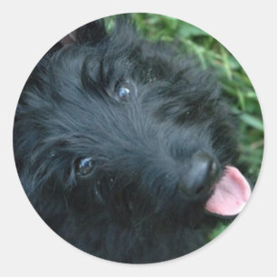 Sticker Rond Terrier écossais en herbe - mignonne Scotty