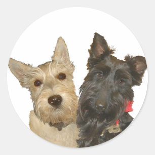 Sticker Rond Terriers écossais roux et noirs