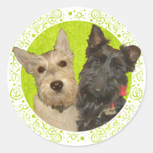 Sticker Rond Terriers écossais roux et noirs