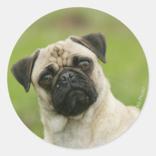 Sticker Rond Tête de carlin coincée regardant l'appareil photo