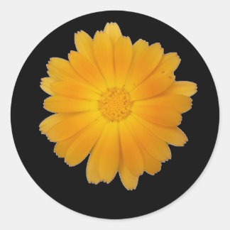 Sticker Rond Tête de fleur Marigold unique sur Arrière - plan n