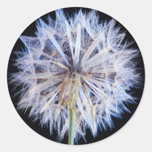 Sticker Rond Tête de graine de pissenlit (Taraxacum Officinale)