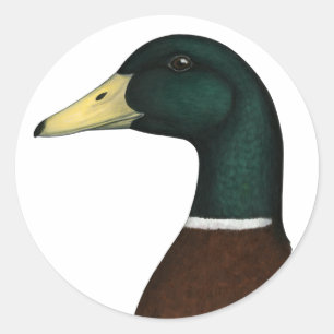 Sticker Rond Tête Mallard Drake