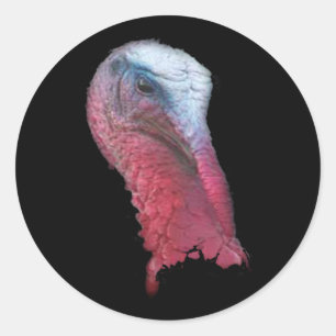 Sticker Rond Tête sauvage de Turquie