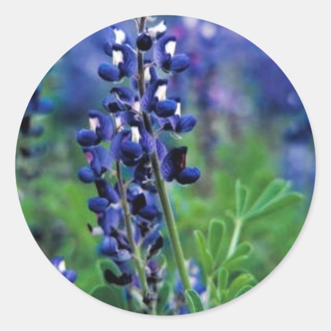 Sticker Rond Texas Bluebonnet (Devant)