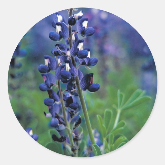 Sticker Rond Texas Bluebonnet-2-Best (Devant)