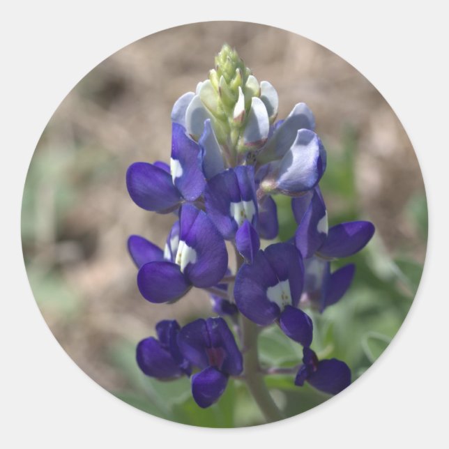 Sticker Rond Texas Bluebonnets série photo #9 (Devant)