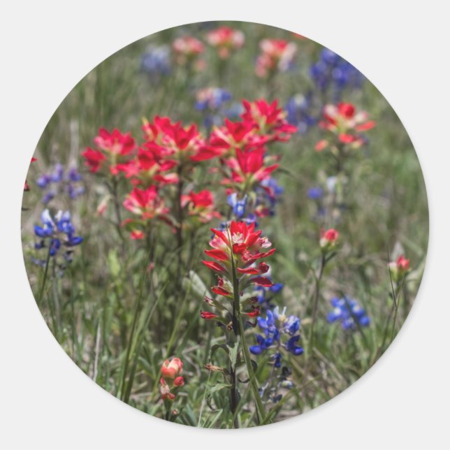 Sticker Rond Texas Indian Paintbrush et Bluebonnet Fleurs sauva (Devant)