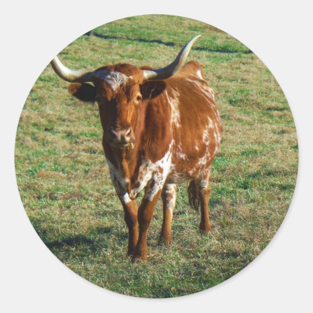 Sticker Rond Texas Longhorn Cattle Cow Photo Russe (Devant)
