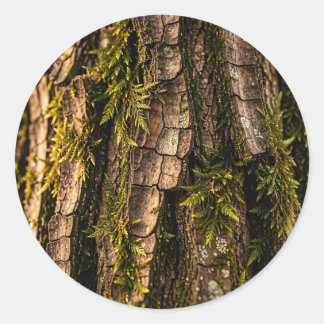 Sticker Rond Texture de forêt d'écorce d'arbre moussu