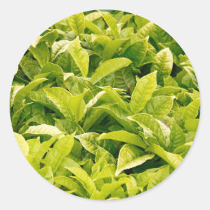 Sticker Rond Thé indien