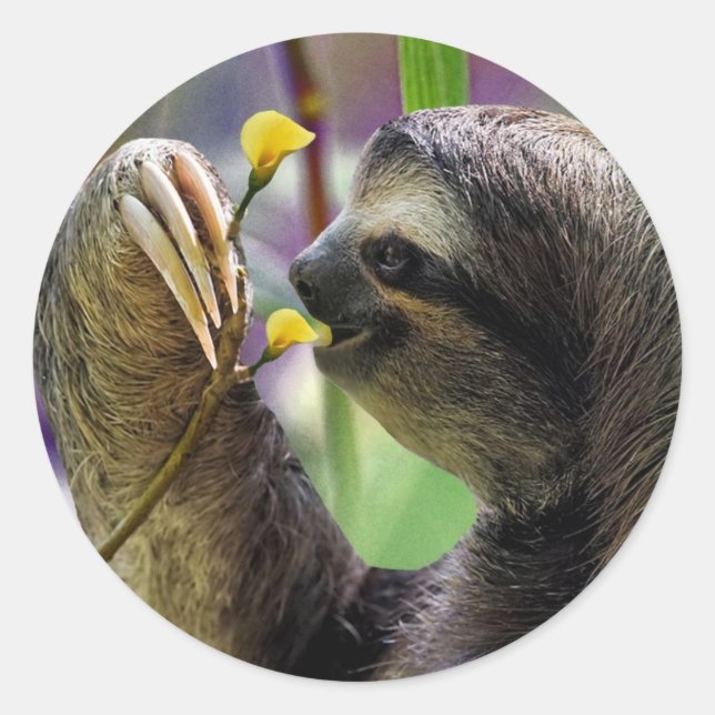 Sticker Rond Three-Toed Tree Sloth (Devant)
