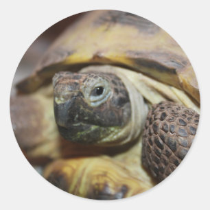 Sticker Rond Tibbs