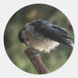 Sticker Rond Tidi my Bird le Parus Major