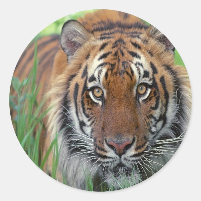 Sticker Rond Tigre (Devant)