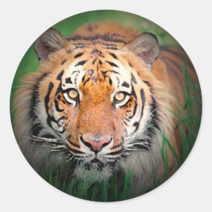 Sticker Rond Tigre