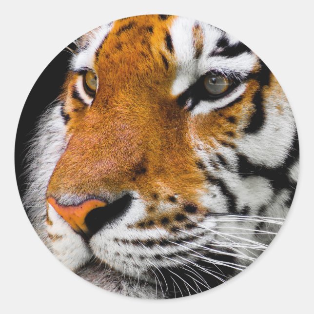 Sticker Rond Tigre (Devant)