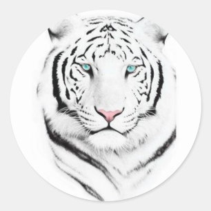 Sticker Rond Tigre blanc sibérien