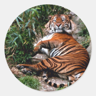 Sticker Rond Tigre de Bengale