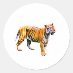 Sticker Rond Tigre de Sumatra Majestueux - Conservation de la f