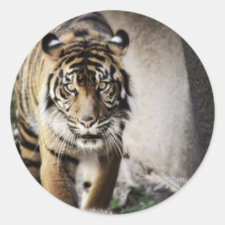Sticker Rond Tigre de Sumatran