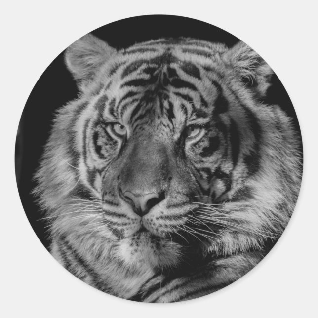 Sticker Rond Tigre noir et blanc (Devant)