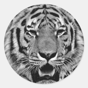 Sticker Rond Tigre noir et blanc