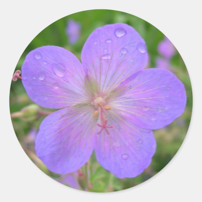 Sticker Rond timbre de fleur lilas (Devant)