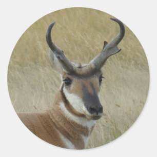 Sticker Rond Tir de tête de mâle d'antilope d'A21 Pronghorn