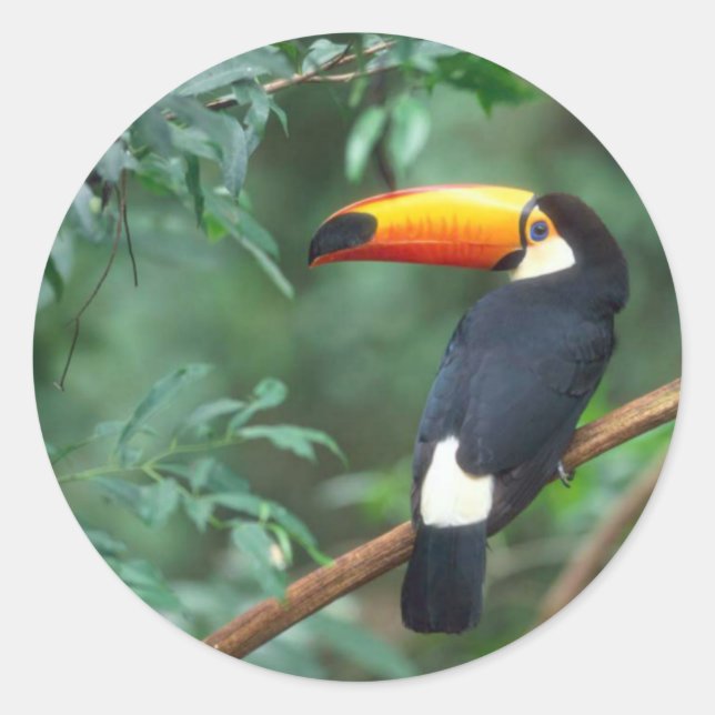 STICKER ROND TOCO TOUCAN PHOTO COULEUR COMPLÈTE (Devant)