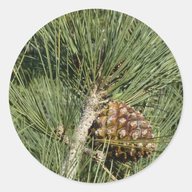 Sticker Rond Torrey Pine Closeup California Botanical (Devant)