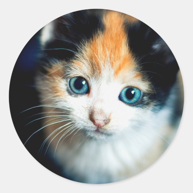 Sticker Rond Tortoiseshell kitten (Devant)