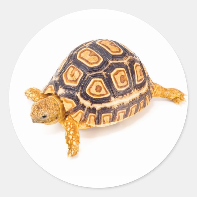 Sticker Rond Tortue (Devant)
