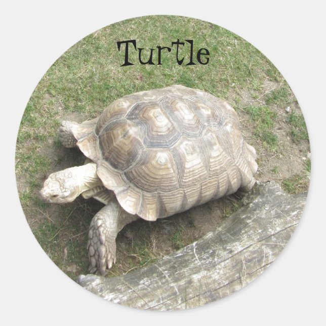 Sticker Rond Tortue (Devant)