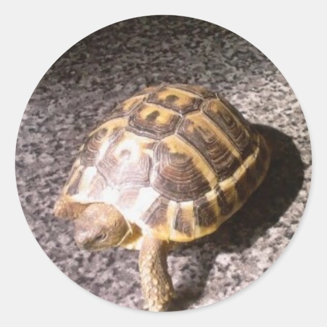 Sticker Rond Tortue (Devant)