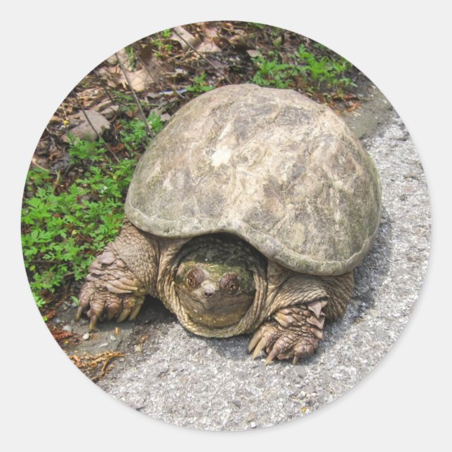 Sticker Rond Tortue (Devant)