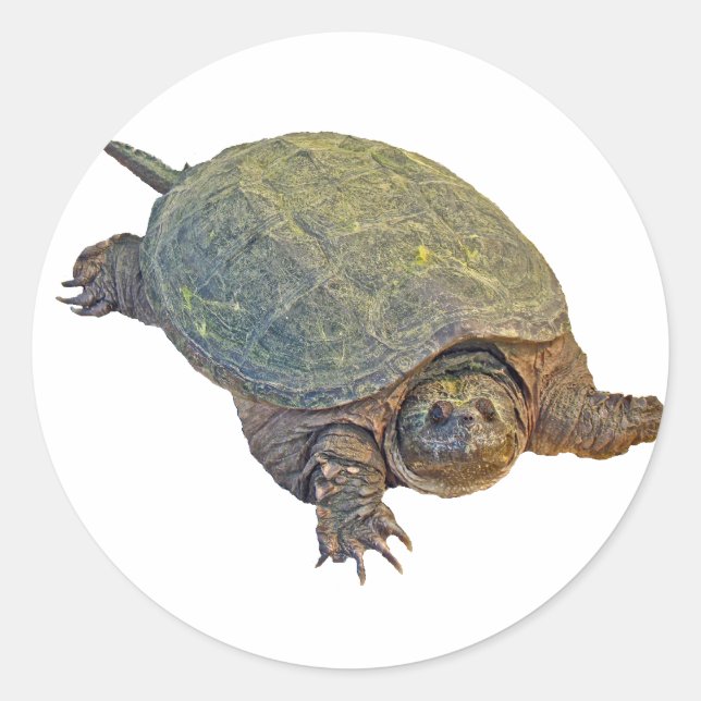 Sticker Rond Tortue commune - Chelydra serpentina (Devant)
