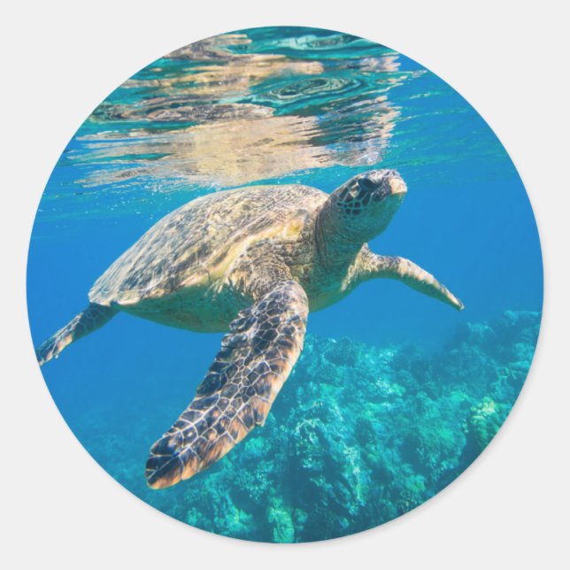 Sticker Rond Tortue de mer (Devant)