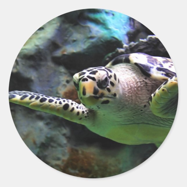 Sticker Rond Tortue de mer (Devant)
