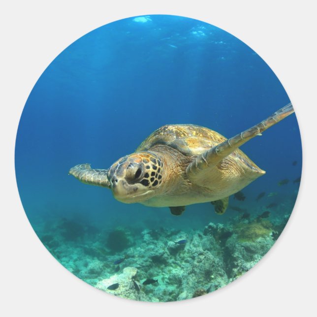 Sticker Rond Tortue de mer sous l'eau (Devant)