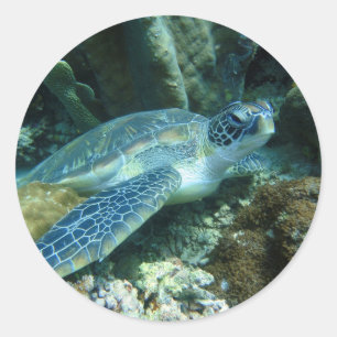 Sticker Rond Tortue de mer sur la photo des fonds marins