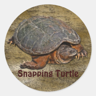 Sticker Rond Tortue serpentine Terrapin-lover Cadeau