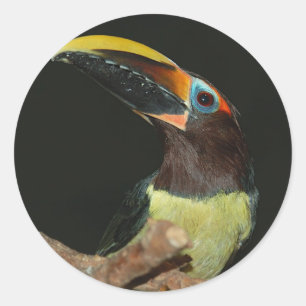 Sticker Rond toucan Noir-étranglé d'aracari